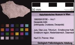 Foto (Objekt + Etiketten) von Decapoda indet. (NHMW-GEO-1990-0041-0190)